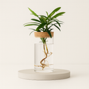 Vaso Hidropônico de Vidro – Elegância Minimalista para Suas Plantas