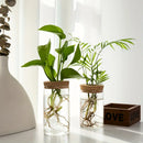 Vaso Hidropônico de Vidro – Elegância Minimalista para Suas Plantas