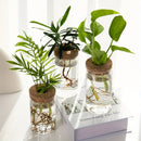Vaso Hidropônico de Vidro – Elegância Minimalista para Suas Plantas