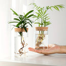 Vaso Hidropônico de Vidro – Elegância Minimalista para Suas Plantas