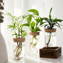 Vaso Hidropônico de Vidro – Elegância Minimalista para Suas Plantas