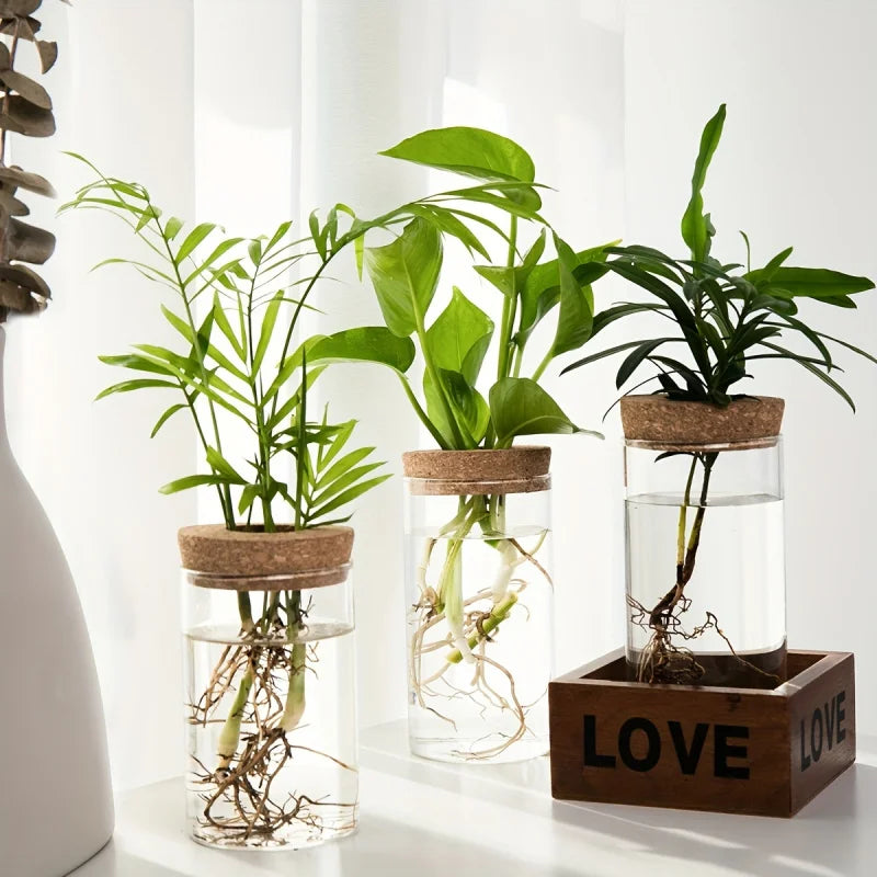 Vaso Hidropônico de Vidro – Elegância Minimalista para Suas Plantas